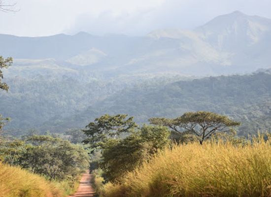 guinea/mount-nimba-strict-nature-reserve/restaurant/totalreservat-berg-nimba