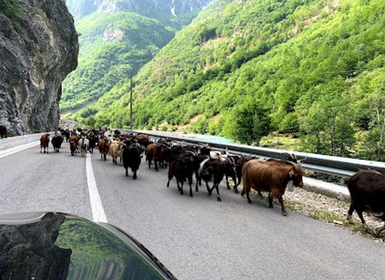 albania/bajram-curri/restaurant/valbona-tradita