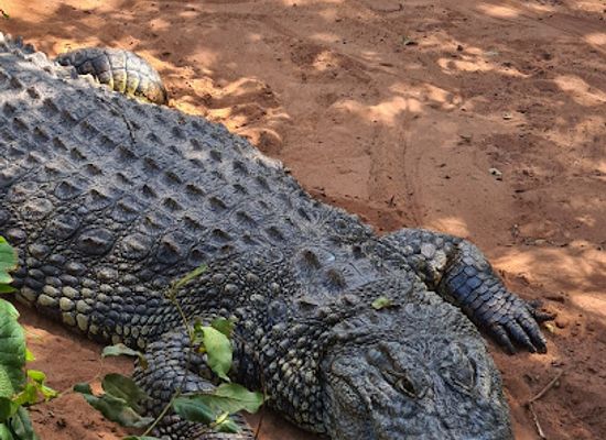 botswana/chobe-national-park/restaurant/chobe-crocodile-farm