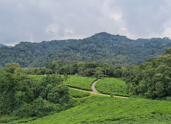 rwanda/nyungwe-forest-national-park/restaurant/nyungwe-national-park-reception