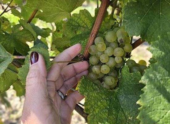 canada/ottawa/restaurant/kin-vineyards