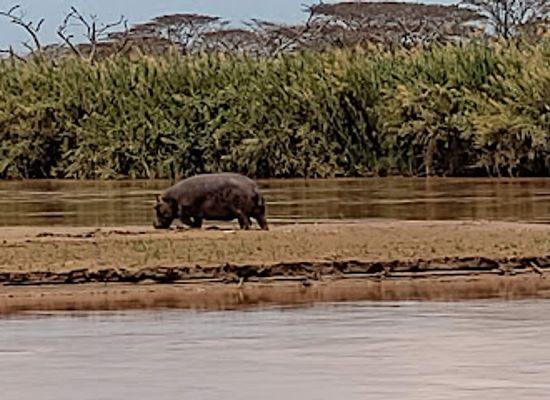 burundi/bujumbura-rural/restaurant/rusizi-national-park