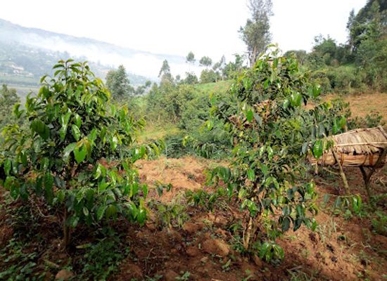 uganda/bwindi-impenetrable-national-park/restaurant/gorilla-highlands-cafe