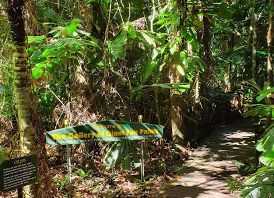 Explore fresh produce and organic delights at Daintree Fan Palm Farm, nestled within Queensland's breathtaking rainforest.