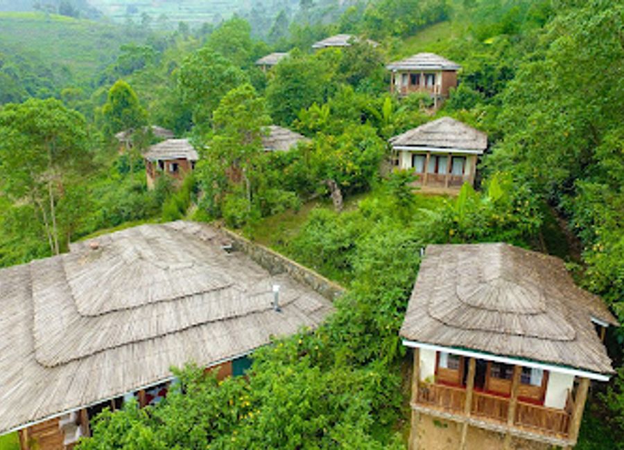 Experience serene lodging and incredible wildlife adventures at Four Gorillas Lodge in Rubuguri, Uganda.