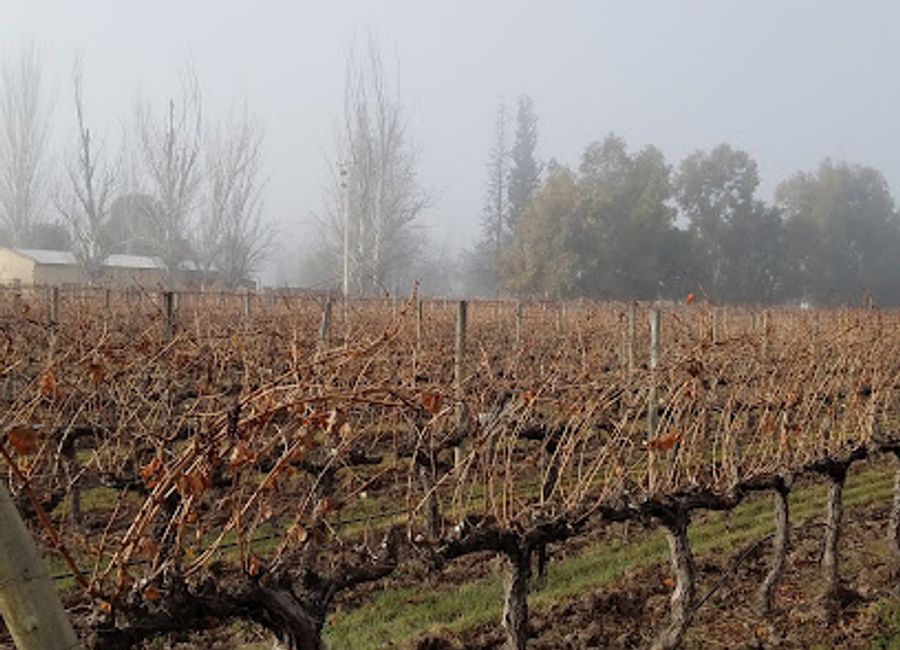 Experience breathtaking views and exceptional wines at Terrazas de los Andes in Mendoza Province.