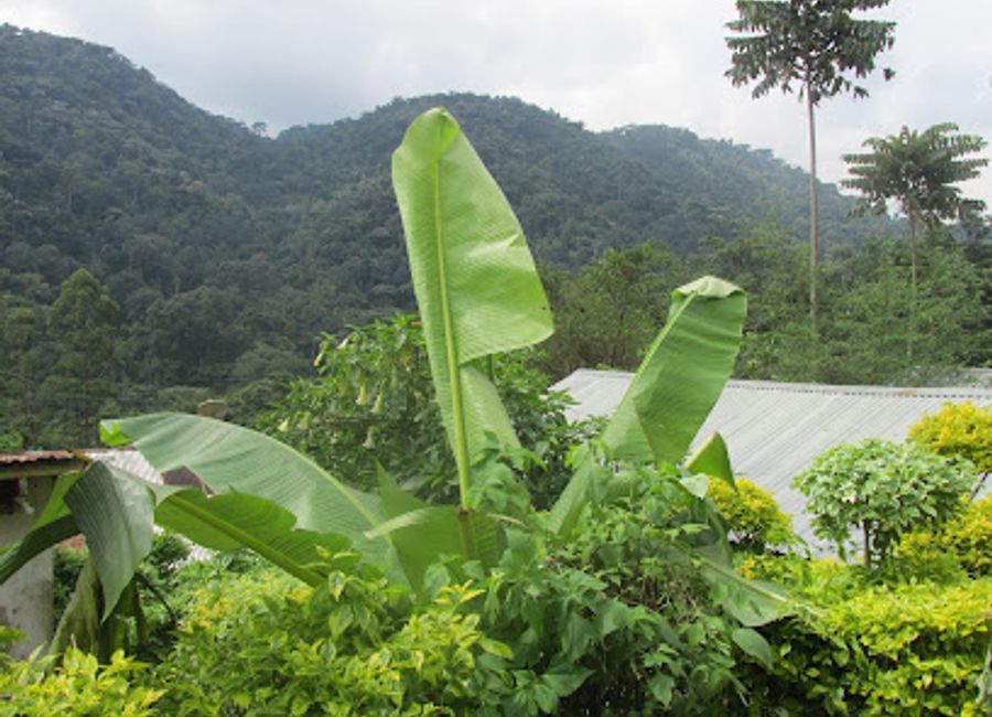 Discover exquisite dining amidst breathtaking landscapes at Bwindi View Lodge in Luhizha, Uganda.