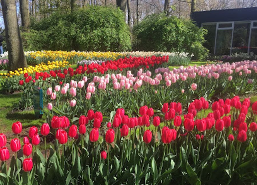 Experience authentic Dutch cuisine at Blooming Dutch, where every dish tells a story amidst breathtaking floral landscapes.