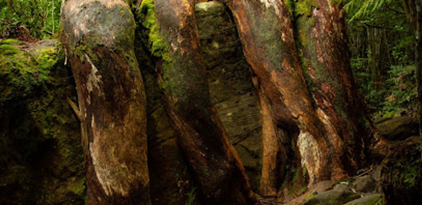 Octopus Tree