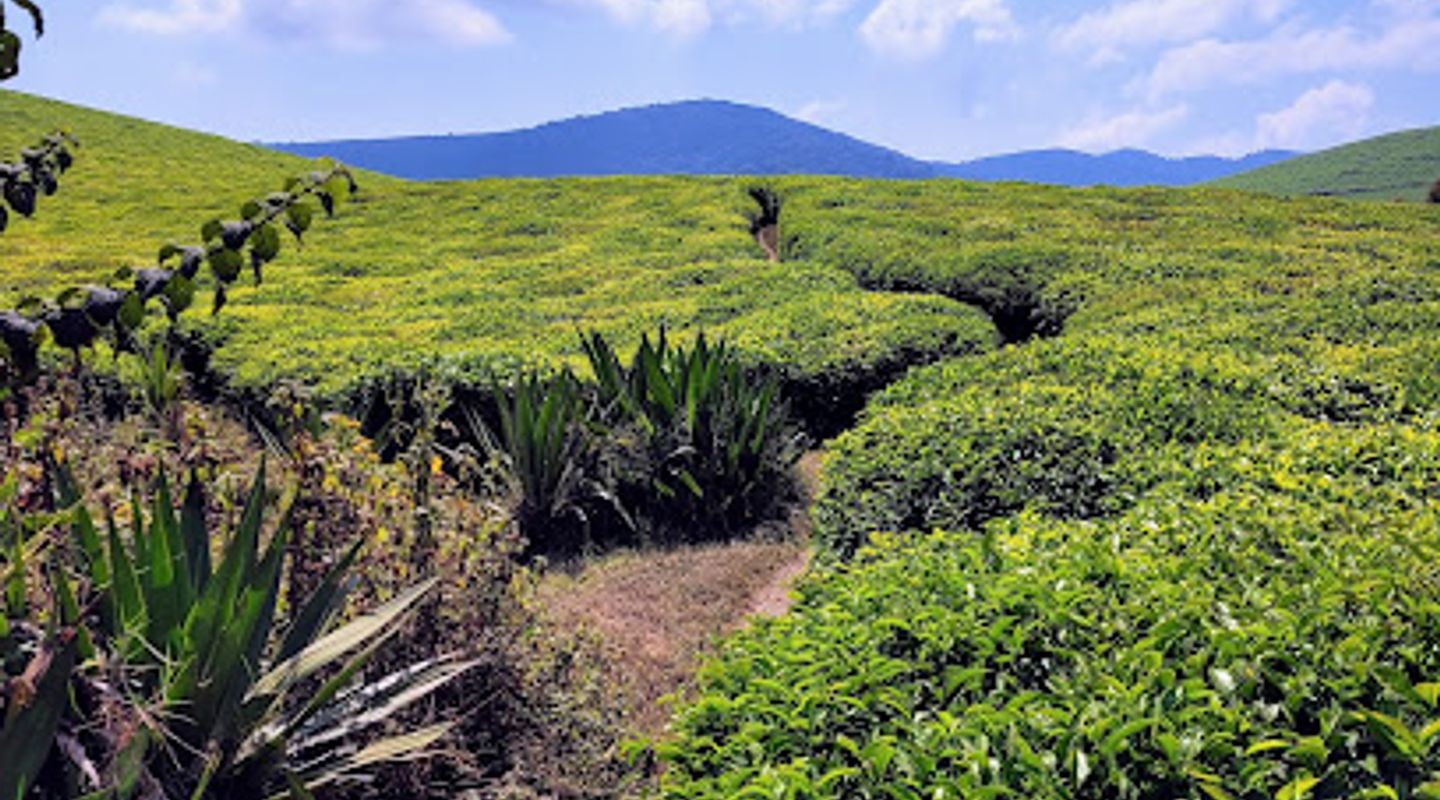 Kibira National Park
