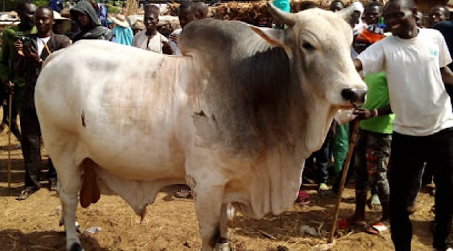 N'GONGA