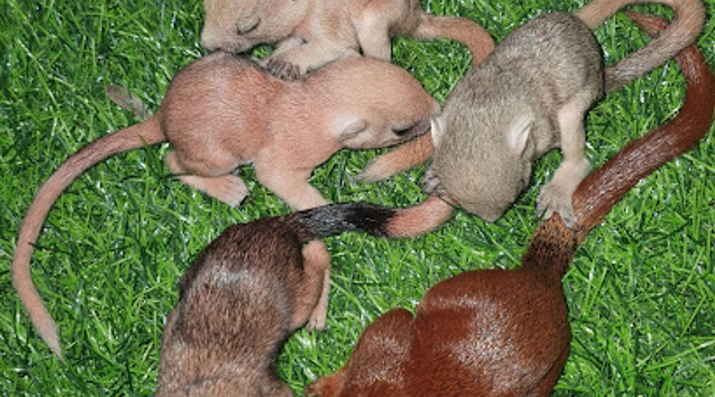 ขายกระรอกหลากสี อยุธยา Squirrel Shop