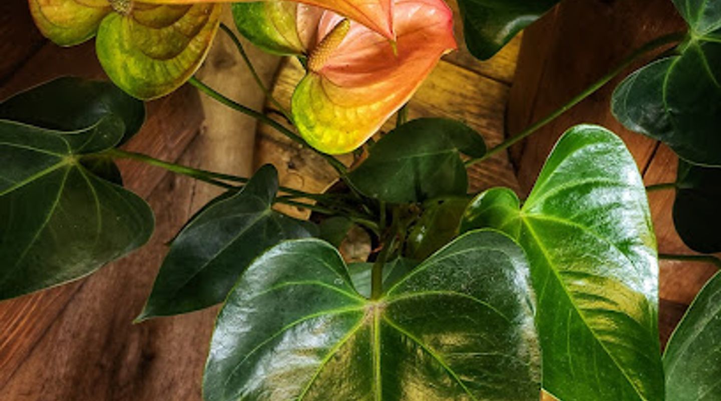 Background