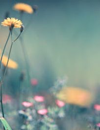 Attraction