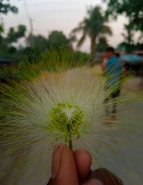 Attraction
