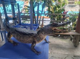 Caranavi