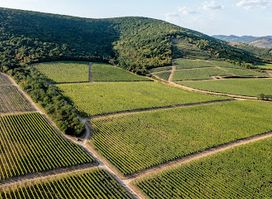 Tokaj-Oremus Kft.