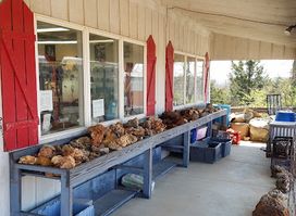 Fall Creek Rock Shop