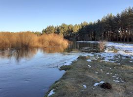 Cuzu bog