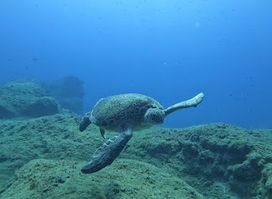 Jubilee Shoals