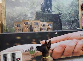 DogShop & Pet Supplies Pet Shop
