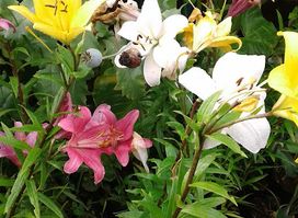 Vivero Pamar