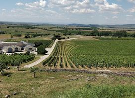 Tokaj Disznókő Vineyards and Winery Plc.