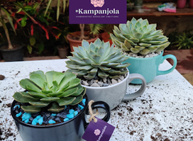 Il-Kampanjola Succulent Creations