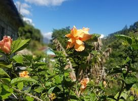 Guava Ridge