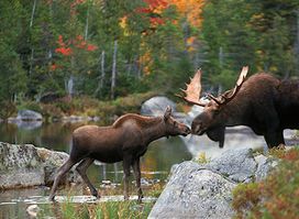 Moose Prints Gallery and Gifts