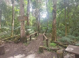 Bosque De Los Arrayanes Cuba