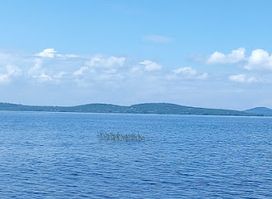 TILAPIA FISH FROM LAKE VICTORIA (YIMBO)