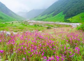 Valley of Flowers