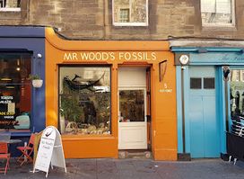Mr Wood's Fossils