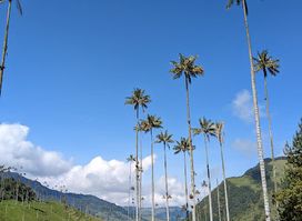 Cocora Valley Trail