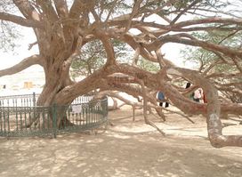 Tree of Life
