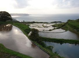Higashi Ushitobata Rice Terraces
