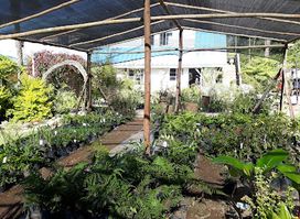 Hivu Nursery Cottages & Camping