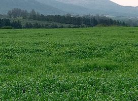Alfalfa + Plus