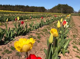The Flower Field