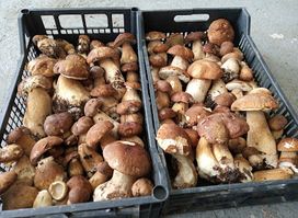 Euro S Fungi, radnja za otkup šumskih plodova i voća
