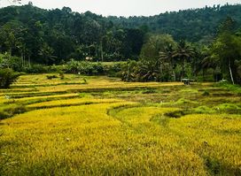 Matale,Ukuwela