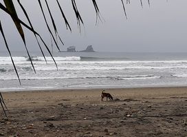 Mineral Surf Shop