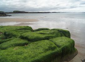 Algaran Seaweed