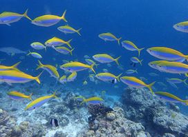 Ocean Stories