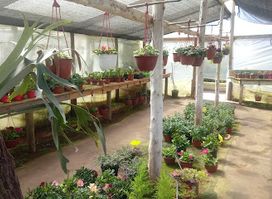 Vivero Isla Negra