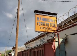 Maminirina Corne de Zebu