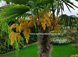 Egzotikus dísznövények, Exotic plant Kft