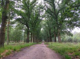 Walking In De Hoge Veluwe