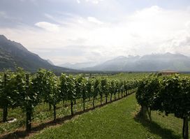 Weinbau Hoop